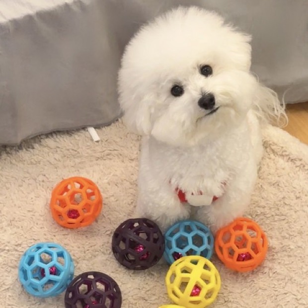 Dog Toy Ball Puppy Durable Chewable TPR Squeaky Sound-Making Pet Self-Entertainment Boredom-Busting Teeth Grin — Chew Toy wholesale from Zootail