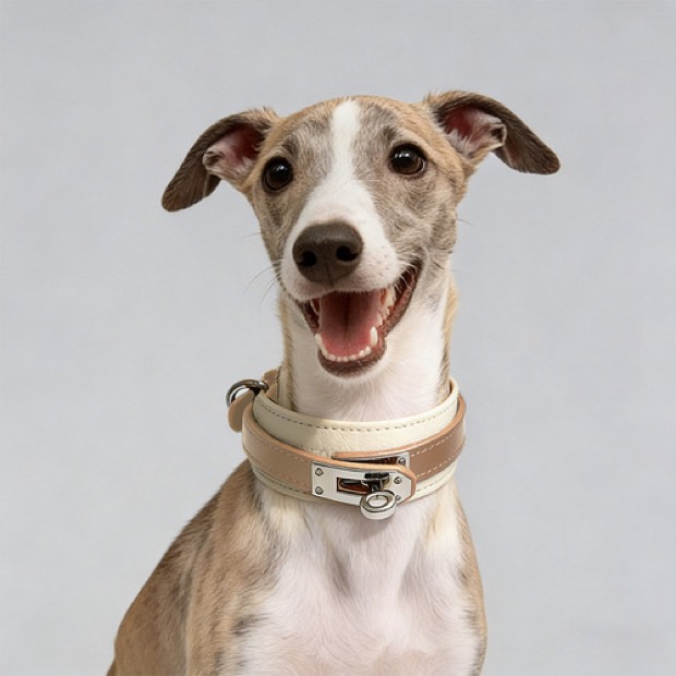 Custom High-End Street-Style Alloy & Leather Dog Collar Leash Set with Poop Bag Holder All Seasons All Holiday — Pet Leash wholesale from Zootail